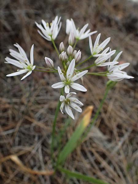 Allium trifoliatum \ Dreibl&auml;ttriger Lauch / Hirsute Garlic, Pink Garlic, Zypern/Cyprus Kato Archimandrita 1.4.2025