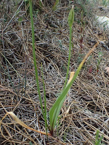 Allium trifoliatum \ Dreibl&auml;ttriger Lauch / Hirsute Garlic, Pink Garlic, Zypern/Cyprus Kato Archimandrita 1.4.2025