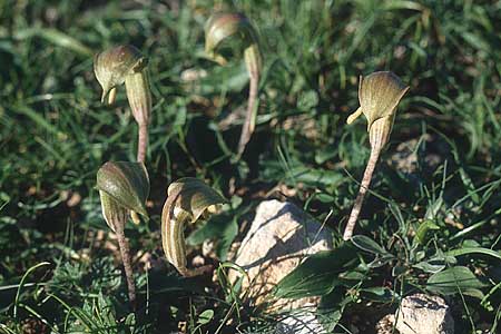 Arisarum vulgare \ Krummstab / Friar's Cowl, Zypern/Cyprus Limassol 3.1.1997