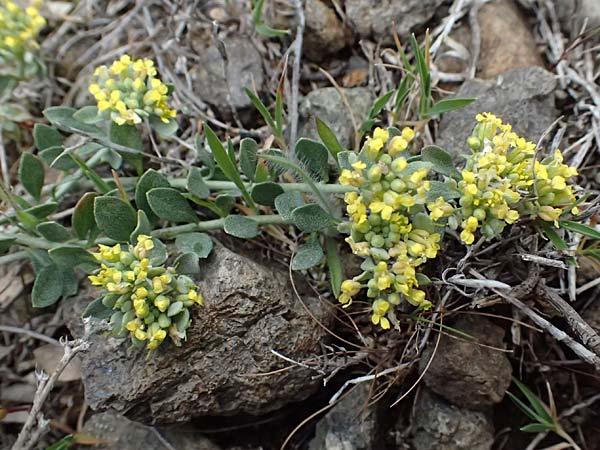 Alyssum strigosum \ Schlankes Steinkraut / Slender Alison, Zypern/Cyprus Akamas, Neo Chorio 20.3.2025