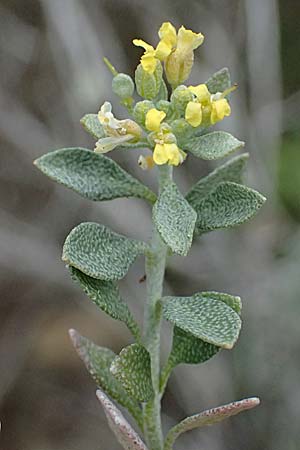 Alyssum strigosum \ Schlankes Steinkraut / Slender Alison, Zypern/Cyprus Akamas, Neo Chorio 20.3.2025