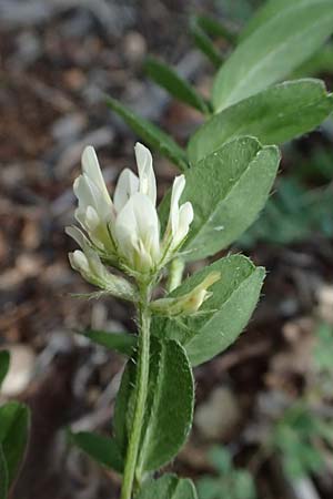 Astragalus hamosus \ Haken-Tragant / Southern Milk-Vetch, Zypern/Cyprus Akamas, Neo Chorio 20.3.2025