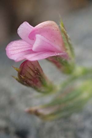 Onobrychis crista-galli \ Hahnenkamm-Esparsette, Zypern Choirokoitia 21.3.2025