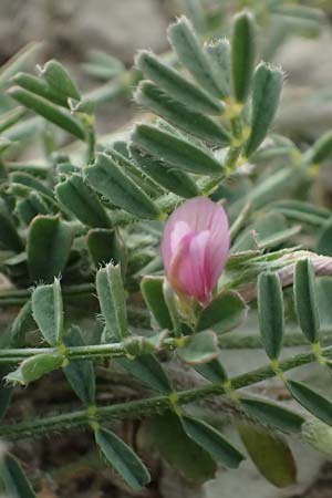 Onobrychis crista-galli \ Hahnenkamm-Esparsette, Zypern Choirokoitia 21.3.2025
