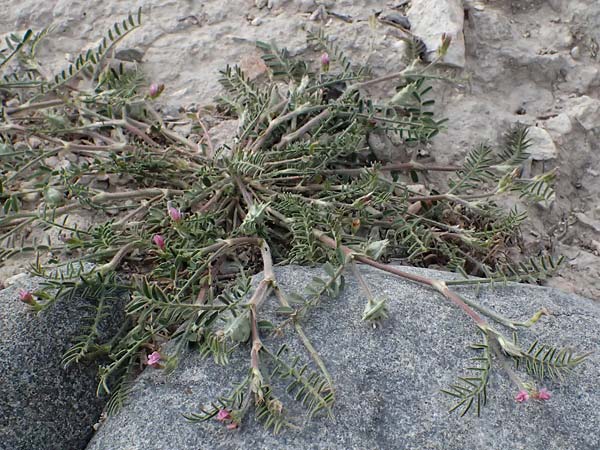 Onobrychis crista-galli \ Hahnenkamm-Esparsette, Zypern Choirokoitia 21.3.2025