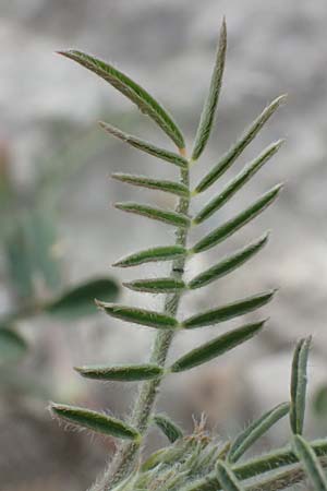 Onobrychis crista-galli \ Hahnenkamm-Esparsette, Zypern Choirokoitia 21.3.2025