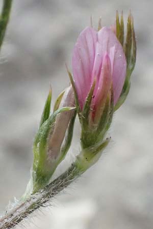 Onobrychis crista-galli \ Hahnenkamm-Esparsette, Zypern Choirokoitia 21.3.2025
