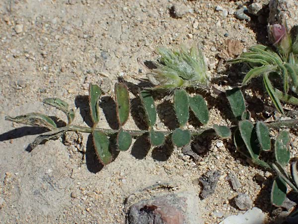 Onobrychis crista-galli \ Hahnenkamm-Esparsette, Zypern Kato Paphos 22.3.2025