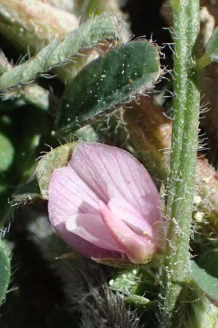 Onobrychis crista-galli \ Hahnenkamm-Esparsette, Zypern Kato Paphos 22.3.2025