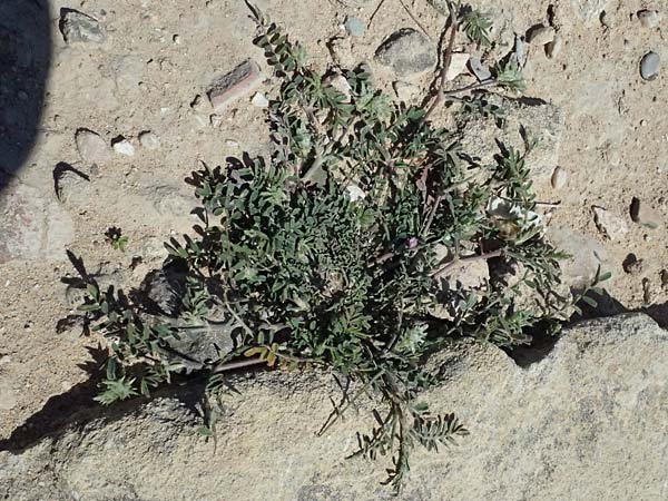 Onobrychis crista-galli \ Hahnenkamm-Esparsette, Zypern Kato Paphos 22.3.2025