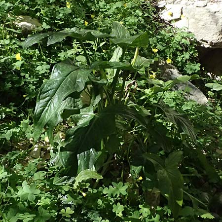 Arum sintenisii \ Sintenis-Aronstab / Sintenis' Arum, Zypern/Cyprus Avakas Gorge 22.3.2025