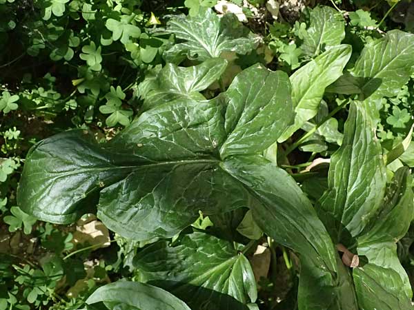 Arum sintenisii \ Sintenis-Aronstab / Sintenis' Arum, Zypern/Cyprus Avakas Gorge 22.3.2025