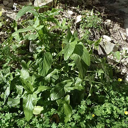 Arum sintenisii \ Sintenis-Aronstab / Sintenis' Arum, Zypern/Cyprus Avakas Gorge 22.3.2025