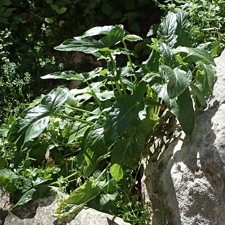 Arum sintenisii \ Sintenis-Aronstab / Sintenis' Arum, Zypern/Cyprus Avakas Gorge 22.3.2025