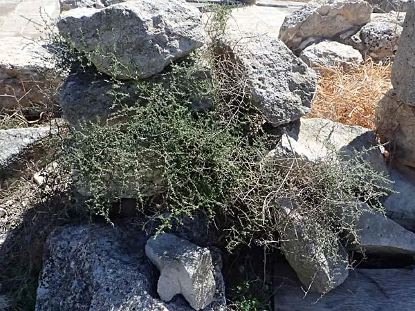 Asparagus acutifolius \ Strauchiger Spargel / Sharp-Leaved Asparagus, Zypern/Cyprus Episkopi 23.3.2025