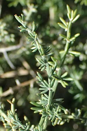 Asparagus acutifolius \ Strauchiger Spargel / Sharp-Leaved Asparagus, Zypern/Cyprus Episkopi 23.3.2025