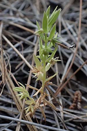 Lysimachia linum-stellatum \ Stern-Lein / Flax-Leaved Loosestrife, Zypern/Cyprus Xyliatos 26.3.2025