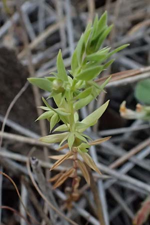 Lysimachia linum-stellatum \ Stern-Lein / Flax-Leaved Loosestrife, Zypern/Cyprus Xyliatos 26.3.2025