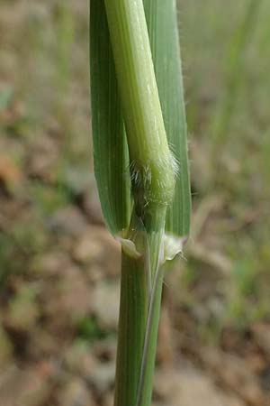 Avena sterilis \ Wild-Hafer, Tauber Hafer / Animated Oat, Winter Wild Oat, Zypern/Cyprus Lagoudera 26.3.2025