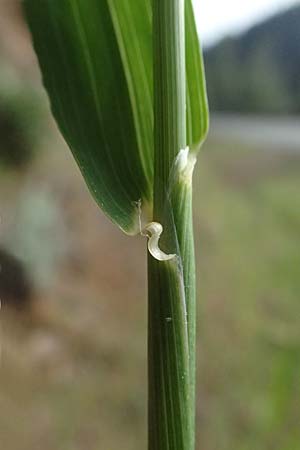 Avena sterilis \ Wild-Hafer, Tauber Hafer / Animated Oat, Winter Wild Oat, Zypern/Cyprus Lagoudera 26.3.2025