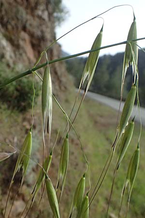 Avena sterilis \ Wild-Hafer, Tauber Hafer / Animated Oat, Winter Wild Oat, Zypern/Cyprus Lagoudera 26.3.2025