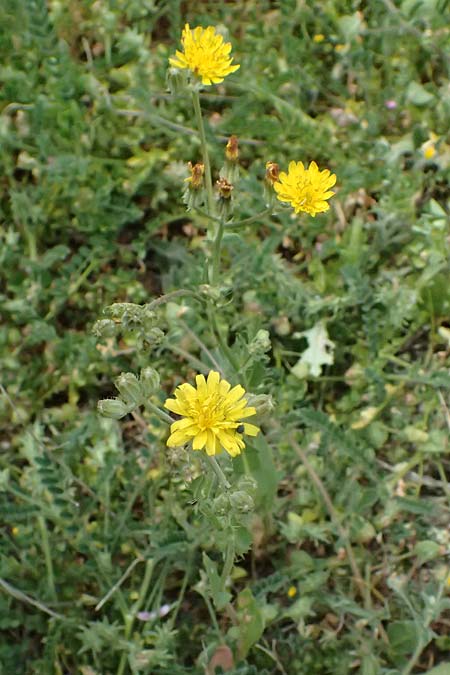 Crepis aspera \ Rauer Pippau / Rough Hawk's-Beard, Zypern/Cyprus Prov.  Paphos,  Episkopi 31.3.2025