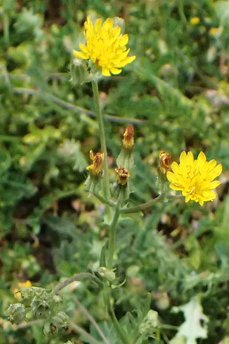 Crepis aspera \ Rauer Pippau / Rough Hawk's-Beard, Zypern/Cyprus Prov.  Paphos,  Episkopi 31.3.2025