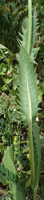 Crepis aspera \ Rauer Pippau / Rough Hawk's-Beard, Zypern/Cyprus Prov.  Paphos,  Episkopi 31.3.2025