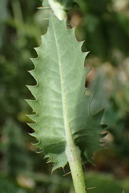 Crepis aspera \ Rauer Pippau / Rough Hawk's-Beard, Zypern/Cyprus Prov.  Paphos,  Episkopi 31.3.2025