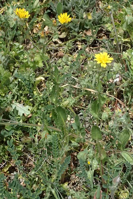 Crepis aspera \ Rauer Pippau / Rough Hawk's-Beard, Zypern/Cyprus Prov.  Paphos,  Episkopi 31.3.2025