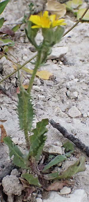 Crepis aspera \ Rauer Pippau / Rough Hawk's-Beard, Zypern/Cyprus Prov.  Paphos,  Episkopi 31.3.2025