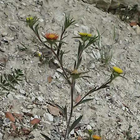 Pallenis spinosa \ Stechendes Sternauge, Zypern Kato Archimandrita 1.4.2025