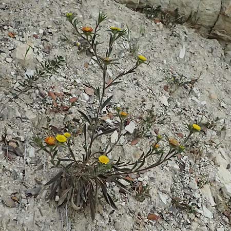 Pallenis spinosa \ Stechendes Sternauge, Zypern Kato Archimandrita 1.4.2025