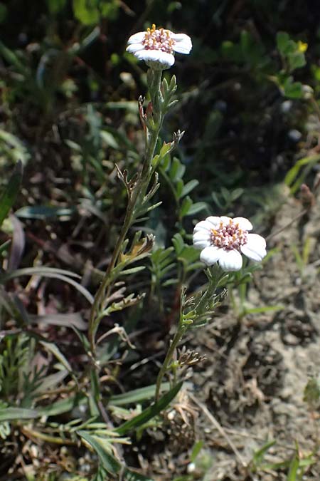 Anthemis tricolor \ Dreifarbige Hundskamille, Zypern Akrotiri 23.3.2025