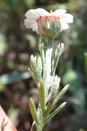 Anthemis tricolor \ Dreifarbige Hundskamille, Zypern Akrotiri 23.3.2025