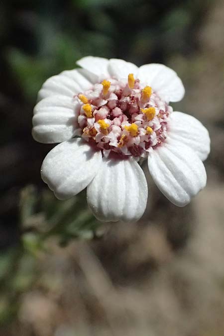 Anthemis tricolor \ Dreifarbige Hundskamille, Zypern Akrotiri 23.3.2025