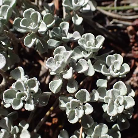 Alyssum troodii \ Troodos-Steinkraut / Troodos Alison, Zypern/Cyprus Troodos 24.3.2025