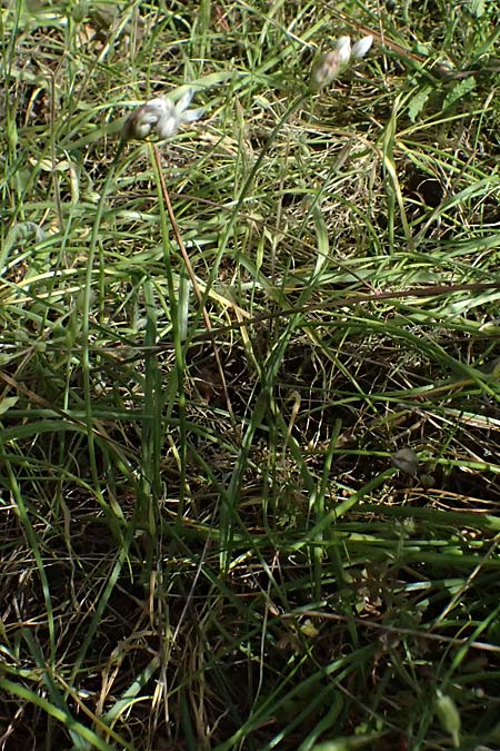 Allium trifoliatum \ Dreibl&auml;ttriger Lauch / Hirsute Garlic, Pink Garlic, Zypern/Cyprus Xyliatos 26.3.2025