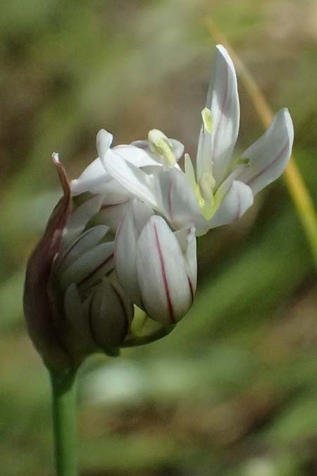 Allium trifoliatum \ Dreibl&auml;ttriger Lauch / Hirsute Garlic, Pink Garlic, Zypern/Cyprus Xyliatos 26.3.2025