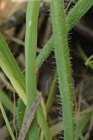 Allium trifoliatum \ Dreibl&auml;ttriger Lauch / Hirsute Garlic, Pink Garlic, Zypern/Cyprus Xyliatos 26.3.2025