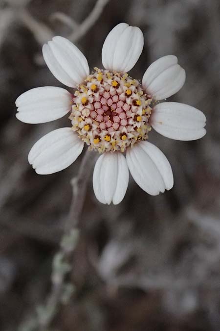 Anthemis tricolor \ Dreifarbige Hundskamille, Zypern Kato Archimandrita 1.4.2025