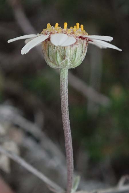 Anthemis tricolor \ Dreifarbige Hundskamille, Zypern Kato Archimandrita 1.4.2025