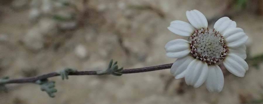 Anthemis tricolor \ Dreifarbige Hundskamille, Zypern Kato Archimandrita 1.4.2025