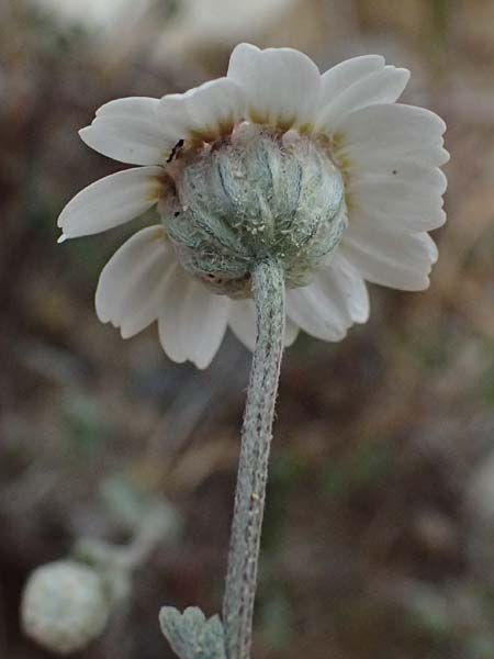 Anthemis tricolor \ Dreifarbige Hundskamille, Zypern Kato Archimandrita 1.4.2025