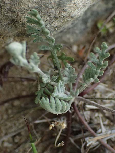 Anthemis tricolor \ Dreifarbige Hundskamille, Zypern Kato Archimandrita 1.4.2025