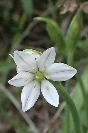 Allium trifoliatum \ Dreibl&auml;ttriger Lauch / Hirsute Garlic, Pink Garlic, Zypern/Cyprus Kato Archimandrita 1.4.2025