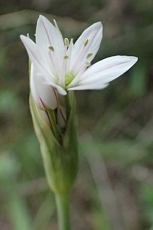 Allium trifoliatum \ Dreibl&auml;ttriger Lauch / Hirsute Garlic, Pink Garlic, Zypern/Cyprus Kato Archimandrita 1.4.2025