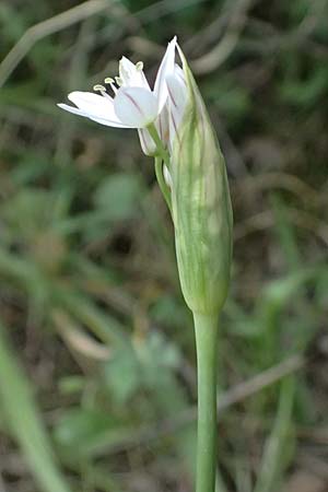 Allium trifoliatum \ Dreibl&auml;ttriger Lauch / Hirsute Garlic, Pink Garlic, Zypern/Cyprus Kato Archimandrita 1.4.2025