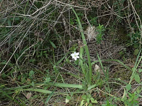 Allium trifoliatum \ Dreibl&auml;ttriger Lauch / Hirsute Garlic, Pink Garlic, Zypern/Cyprus Kato Archimandrita 1.4.2025