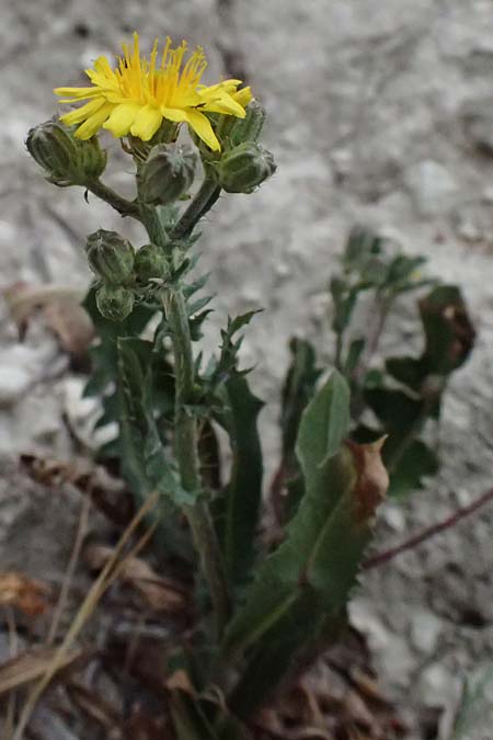 Crepis aspera \ Rauer Pippau / Rough Hawk's-Beard, Zypern/Cyprus Kato Archimandrita 1.4.2025